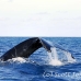 whale_humpback_h_00095_dom2131.jpg